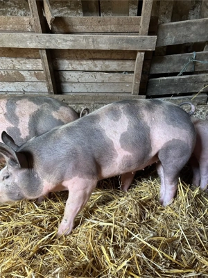 purcei pietrain de vanzare - imagine 4