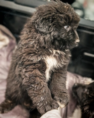 Vând caței Ciobanesc Corb - imagine 3