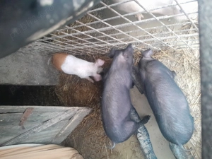 Vand purcei la 2 luni si jumatate