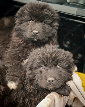 Vând caței Ciobanesc Corb - imagine 5