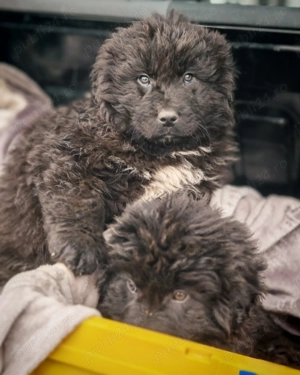 Vând caței Ciobanesc Corb - imagine 4