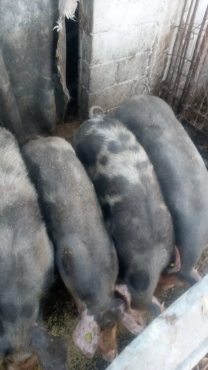 Vând grasuni - imagine 2