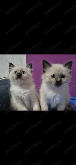 birmaneze  birmanez  pui cu ochi albastri poze reale - imagine 2