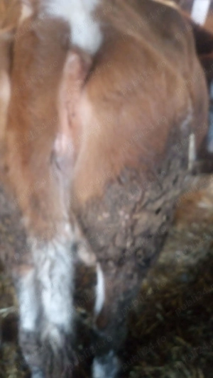 Vând vaci ! Rasa bălțată românească !