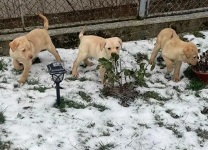 Labradori retriever - imagine 3