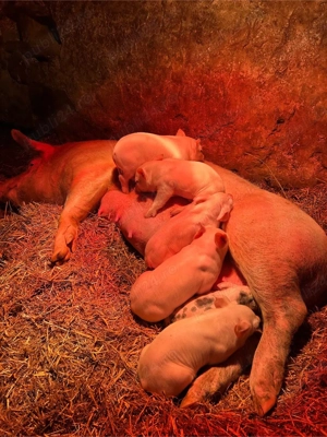 purcei landras de vanzare peste 2 saptamani - imagine 3