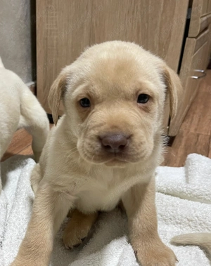 Labradori retriever - imagine 4