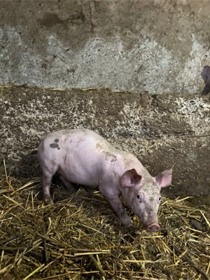 purcei de vanzare - imagine 3