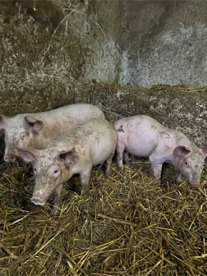 purcei de vanzare - imagine 2