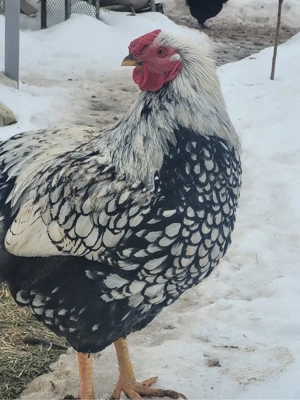 Vând ouă de la găini wiandotte - imagine 3