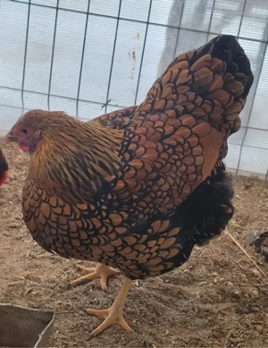 Vând ouă de la găini wiandotte