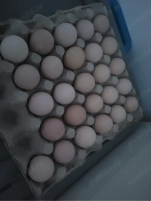 Vând ouă de la găini wiandotte - imagine 5