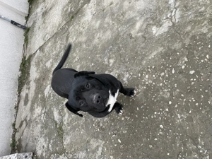 American Bully mediu - imagine 3