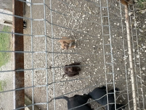 American Bully mediu - imagine 4