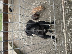 American Bully mediu - imagine 2