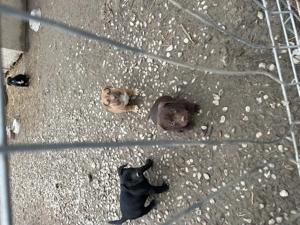 American Bully mediu