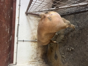 Vand porci rasa de carne! - imagine 3