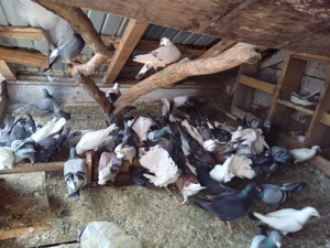 Porumbei de vanzare tot lotul