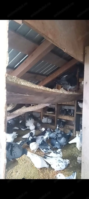 Porumbei de vanzare tot lotul - imagine 2