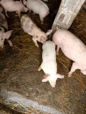 purcei și șoldani  - imagine 2