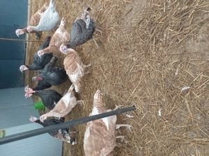 Vând curcani tineri  - imagine 2