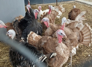 Vând curcani tineri 