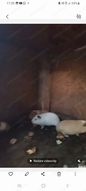 Porcusori de guineea de vanzare - imagine 2