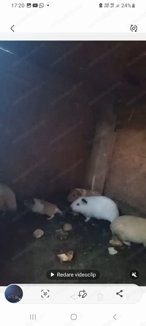 Porcusori de guineea de vanzare - imagine 3