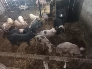 purcei și șoldani trecuți de 6 săptămâni 