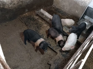 purcei și șoldani trecuți de 6 săptămâni  - imagine 2