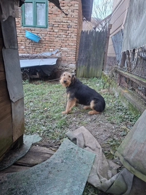 Jagdterrier (Terrier German de Vânătoare)