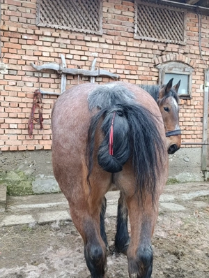 Iapa de vânzare garantată 
