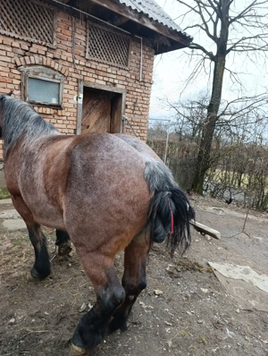 Iapa de vânzare garantată  - imagine 2