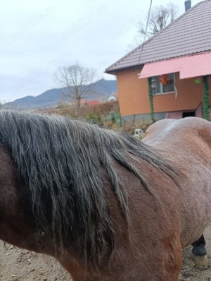 Iapa de vânzare garantată  - imagine 3