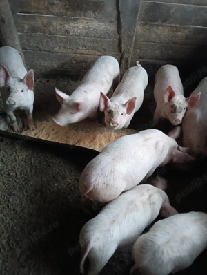 vand 450 lei buc - imagine 3