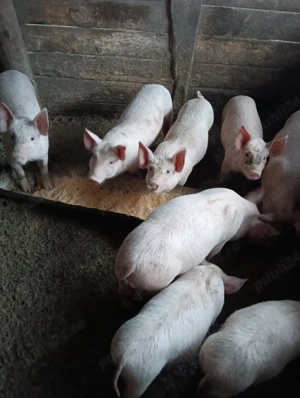 vand 450 lei buc - imagine 5