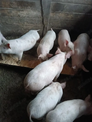 vand 450 lei buc - imagine 2