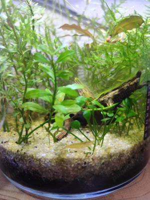 Bol cu creveti  ,  - imagine 4