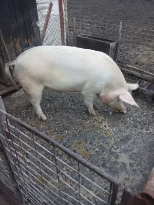 De vănzare porc de carne  - imagine 3