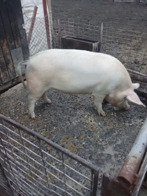 De vănzare porc de carne  - imagine 2