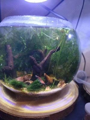 Bol cu creveti  ,  - imagine 2