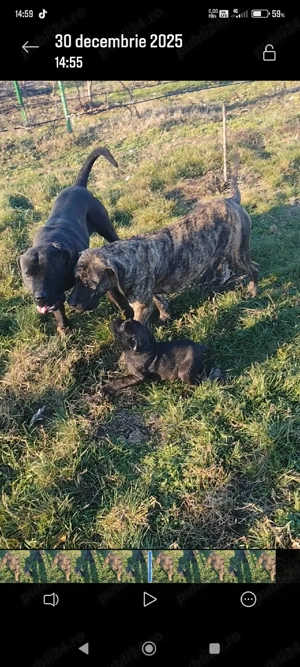 catei presa canario - imagine 2