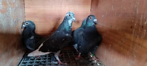 Porumbei voiajori  - imagine 5