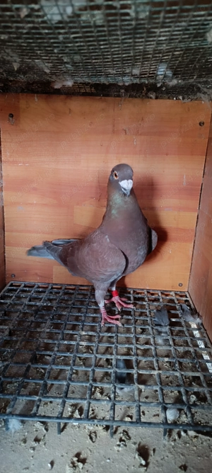 Porumbei voiajori  - imagine 5