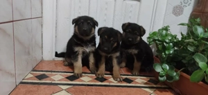 Puiuți Ciobansc German rasă pură.
