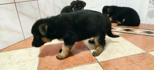 Puiuți Ciobansc German rasă pură. - imagine 2