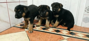 Puiuți Ciobansc German rasă pură. - imagine 3