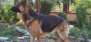 Puiuți Ciobansc German rasă pură. - imagine 4