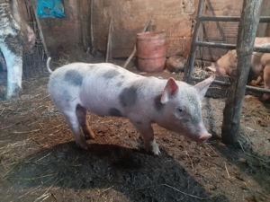 purcei de vinzare - imagine 4