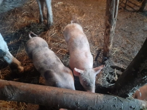 purcei de vinzare - imagine 2